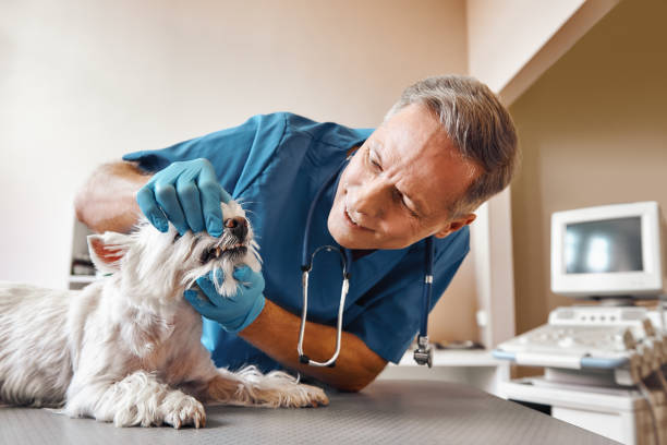 Marshall, MN Emergency Dentist Pros